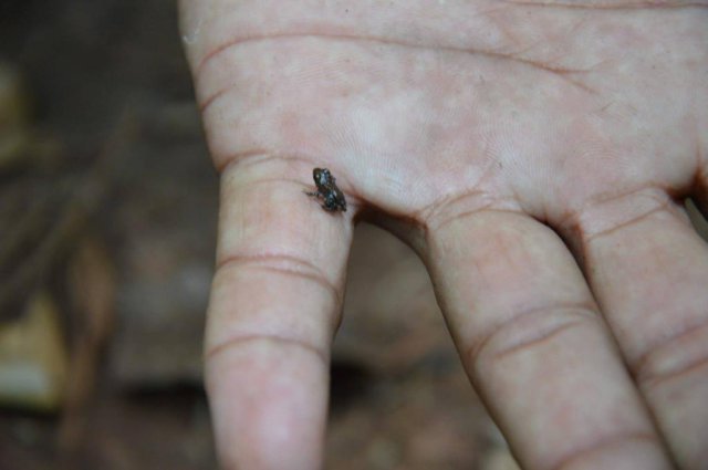 Cuba rana