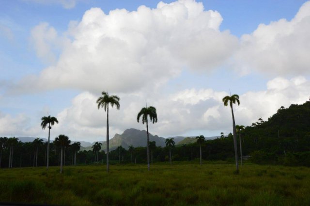 Cuba Palme