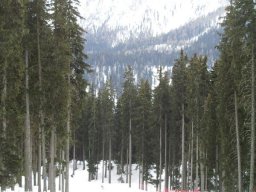 La pista verso Pozza di Fassa